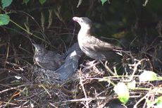 Amsel-9-Tag-Fütterung-1.jpg